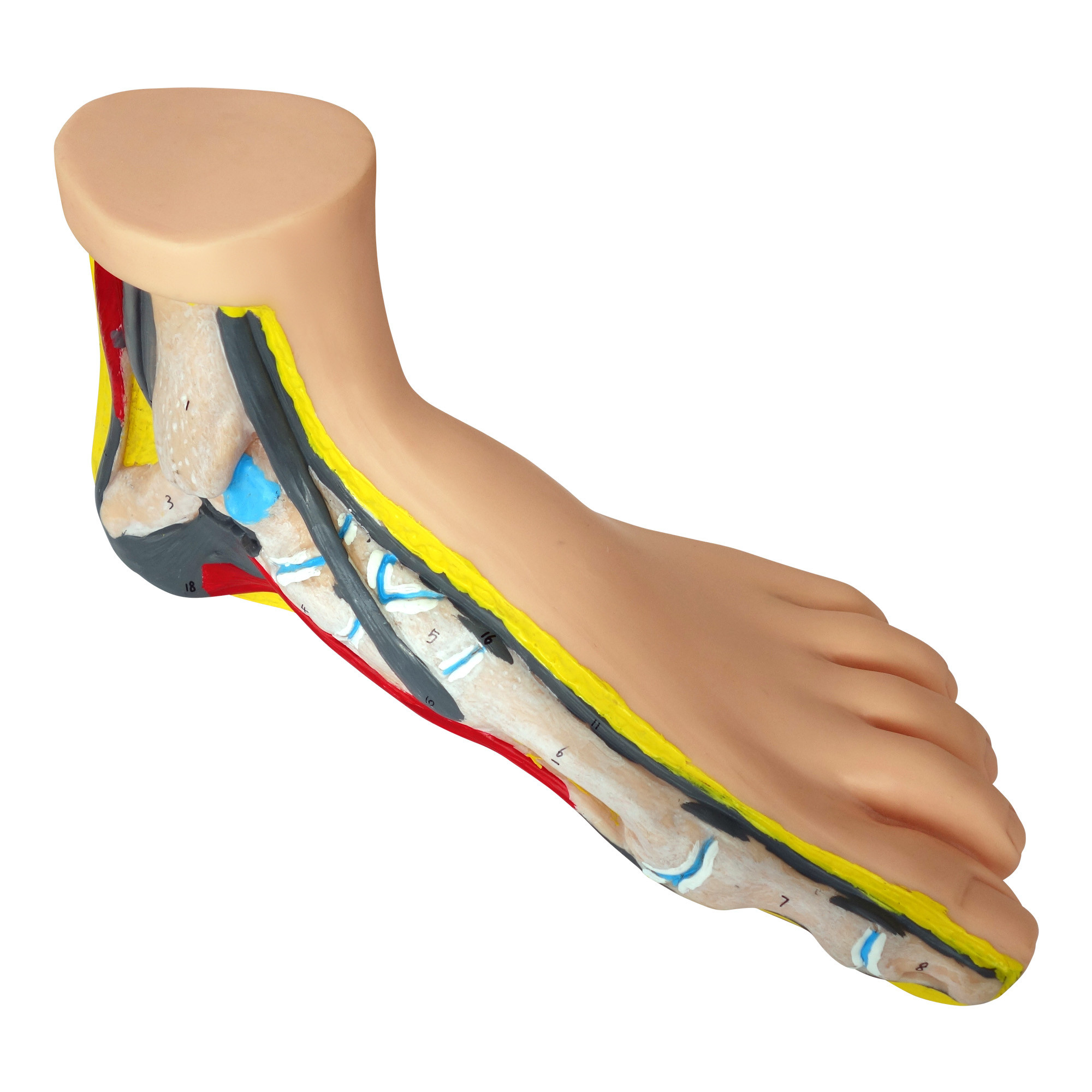 Anatomisches Modell normaler Fuß 1 Stk.