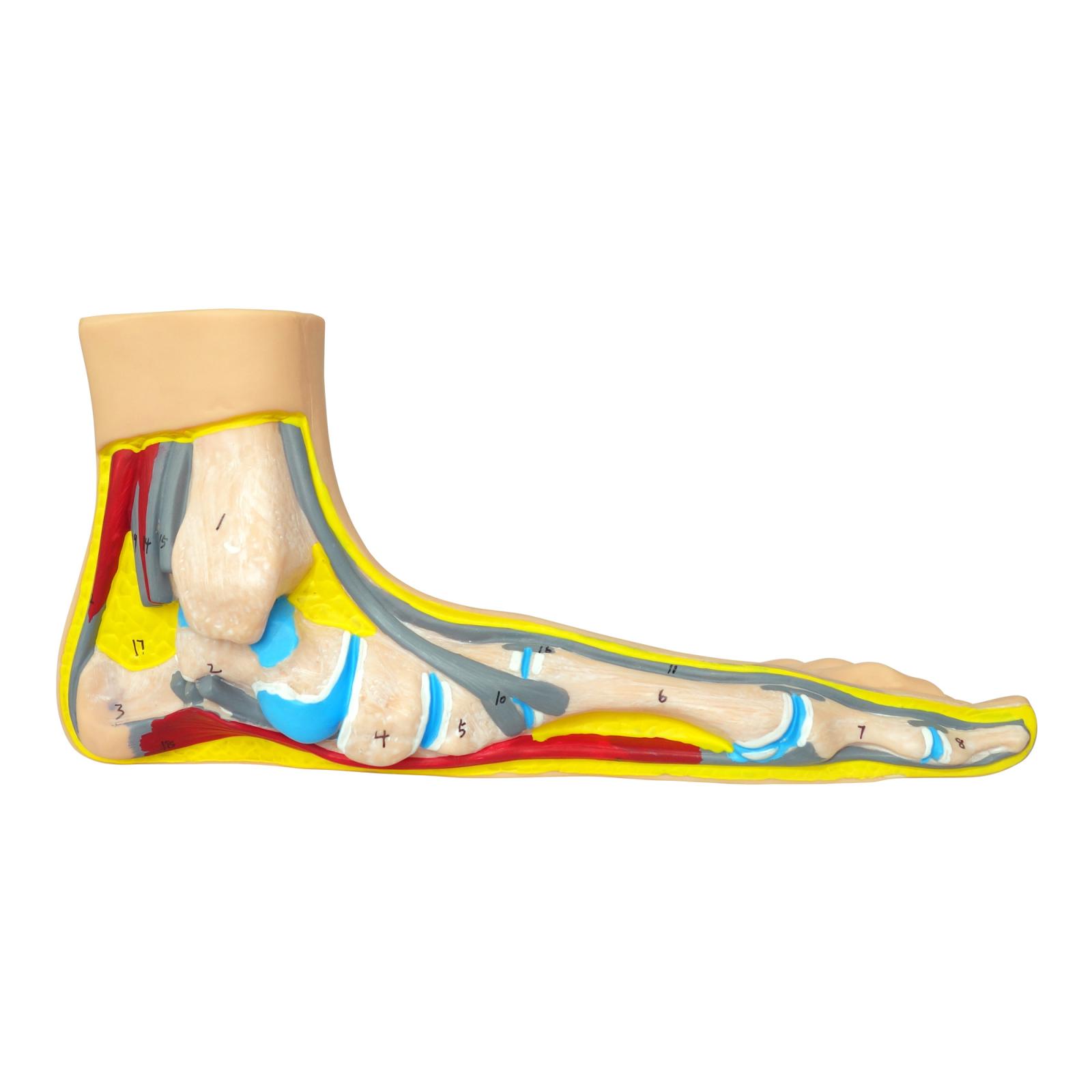 Anatomical flat foot model 1 pc