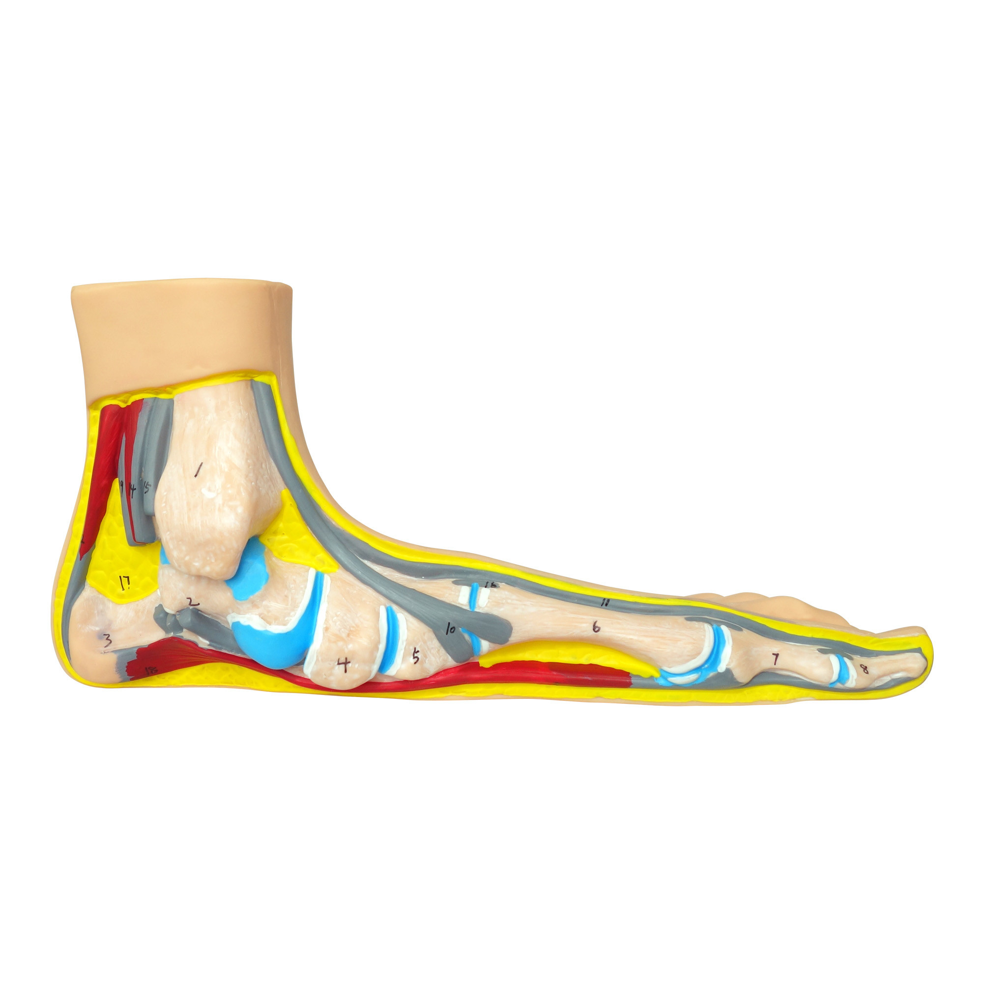 Anatomisches Plattfußmodell 1 Stück