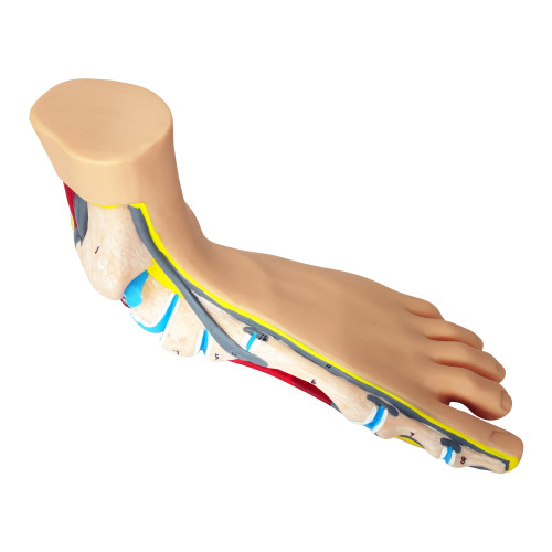 Modello anatomico del piede piatto a grandezza reale
