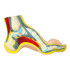 Modèle de pied creux anatomique 1 pc