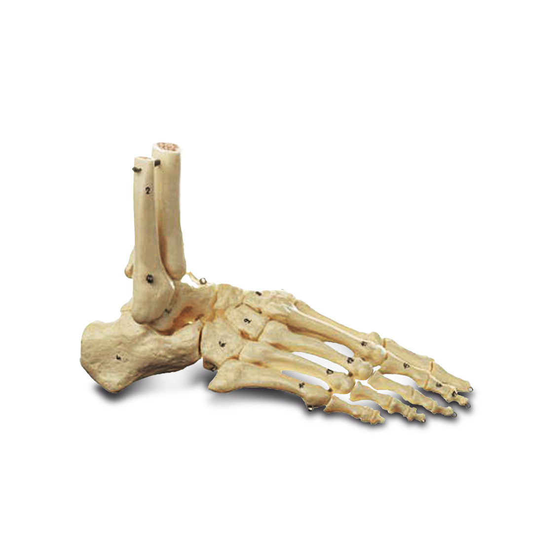 Life-size model of foot skeleton