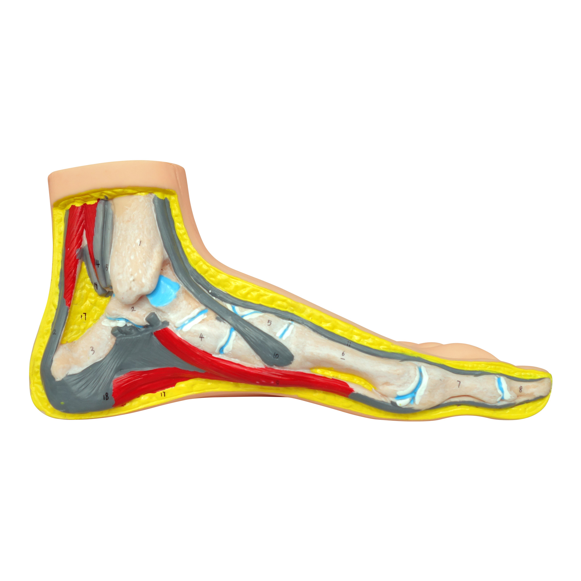 Modello anatomico del piede a grandezza reale