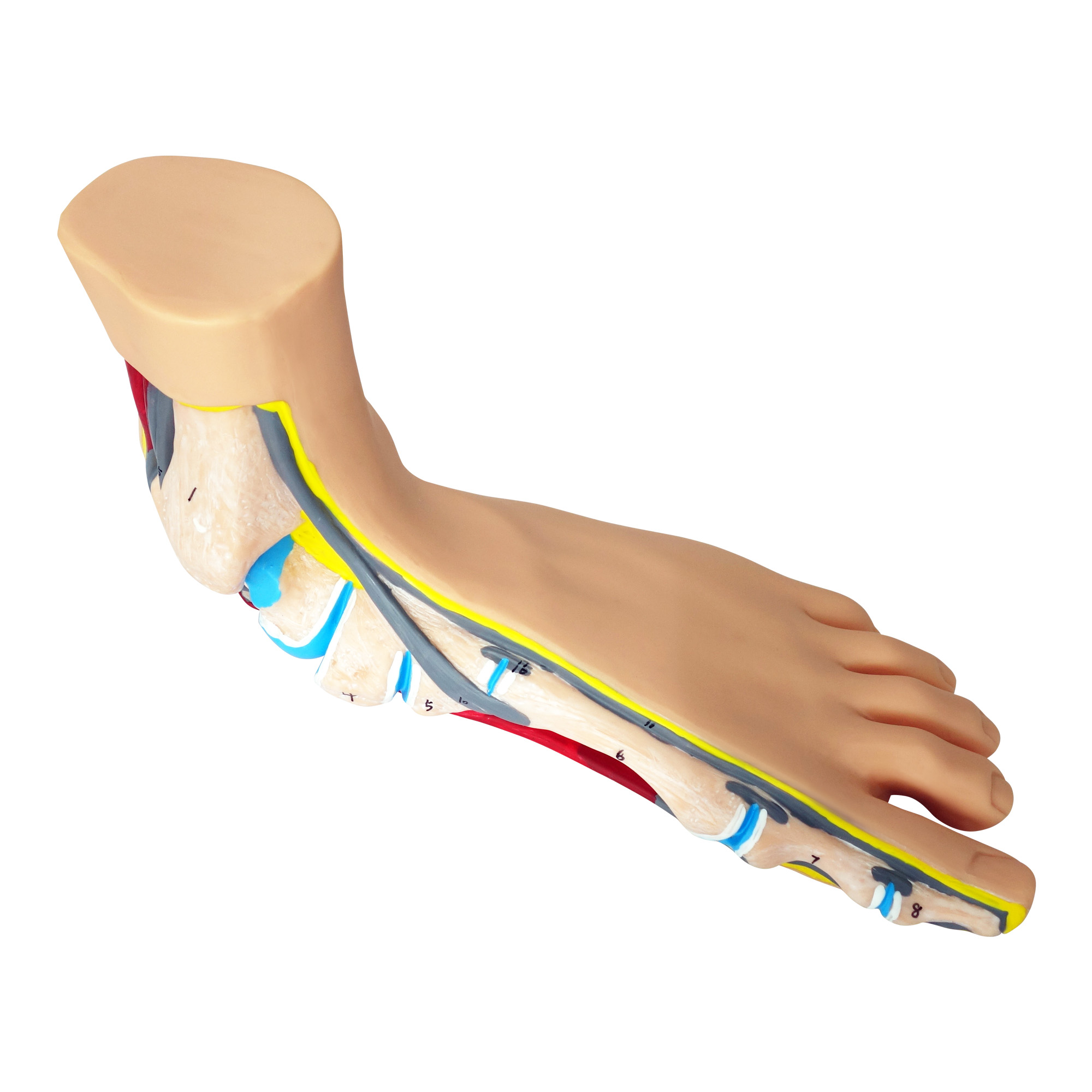 Anatomical flat foot model 1 pc