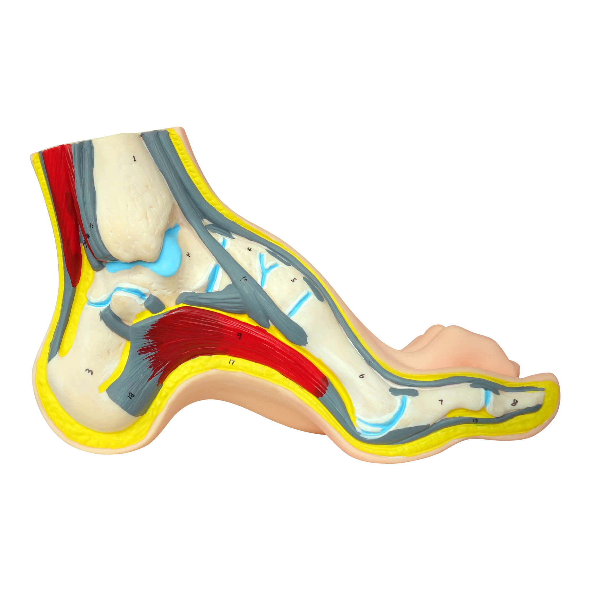 Anatomisches Hohlfußmodell 1 Stück