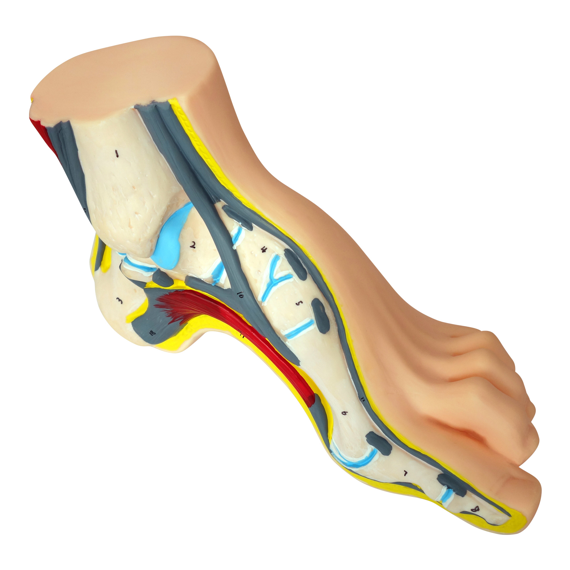 Modello anatomico del piede cavo a grandezza reale